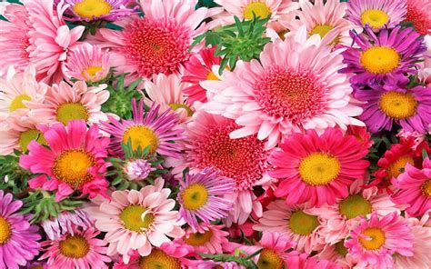 Pink Daisy Wallpaper (61+ images)