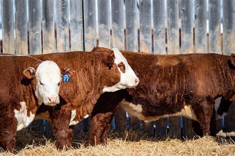 Bull Sale — Topp Herefords