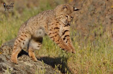 Wildlife Photography Workshop – Bobcats | Jeff Wendorff's Photography Blog