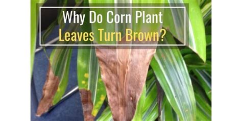 Why Do Corn Plant Leaves Turn Brown?