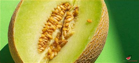 5 Creative Ways to Use Honeydew Melon Seeds in Your Kitchen - [Updated October 2024 ]