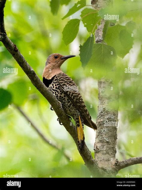 Northern Flicker female bird perched on a branch with green blur background in its environment ...