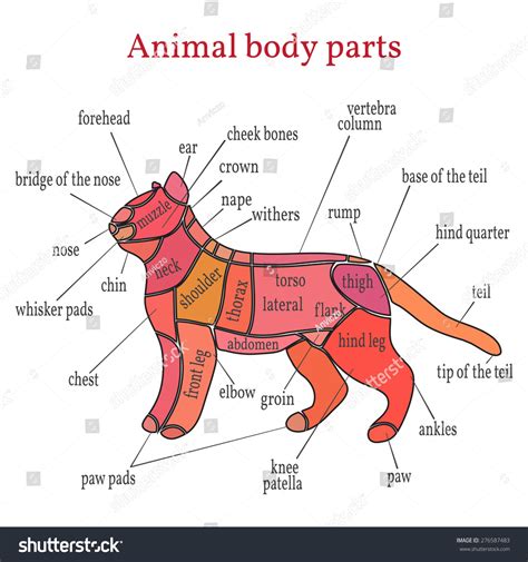 Animal Body Parts: vector de stock (libre de regalías) 276587483 | Shutterstock