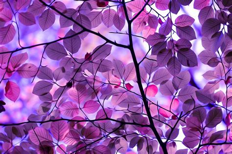 Wallpaper Purple Tree Background - Dremof Bieber