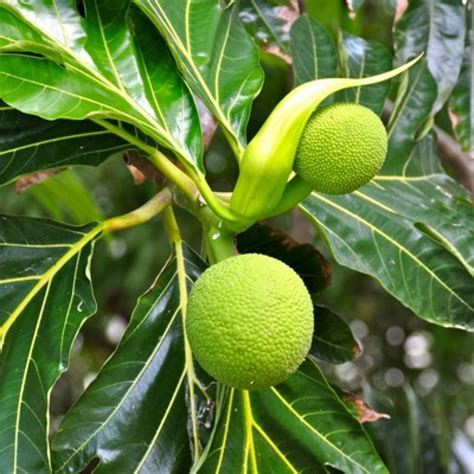 Buy Breadfruit - Artocarpus Plant online at best price: plantsguru.com