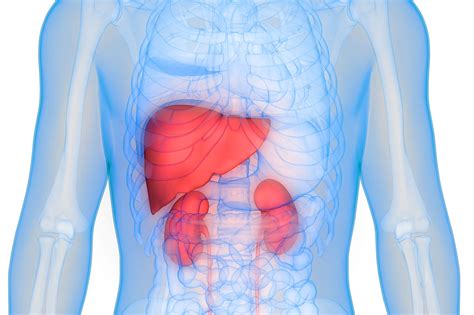 Kidney Function, Liver Function, and C-Reactive Protein Screening - Life Line Screening