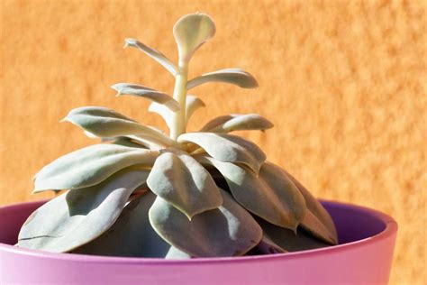 Succulent Leaf Curling: Causes and Effective Solutions | Succulent Alley