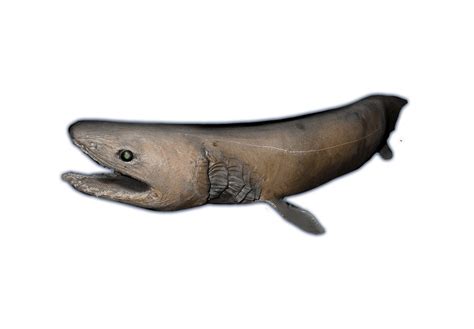 Frilled Shark - Ocean Animals