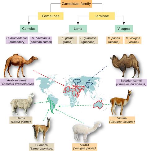 Frontiers | Cellular and Molecular Adaptation of Arabian Camel to Heat Stress