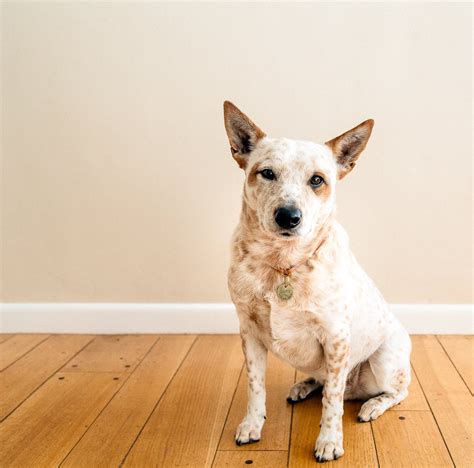 Dog Tag Collar Round Leather ID Hanger Minimalist Collar - Etsy