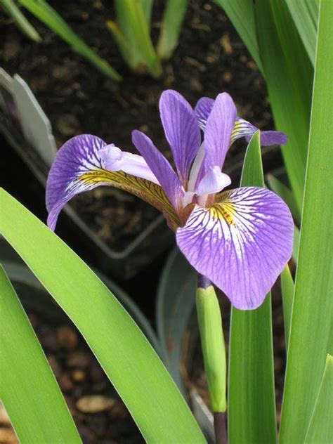 10 Popular Pond Plants | Pond plants, Water plants, Water garden plants