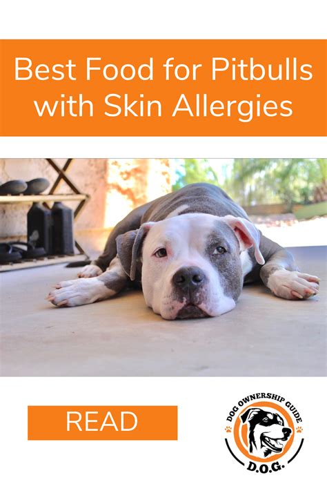 Dog skin allergies – Artofit