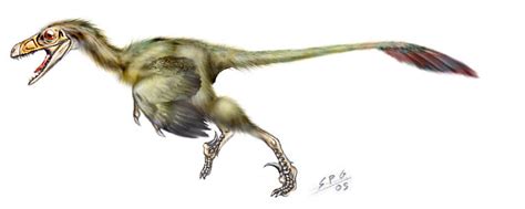 Bambiraptor feinbergorum by unlobogris on DeviantArt