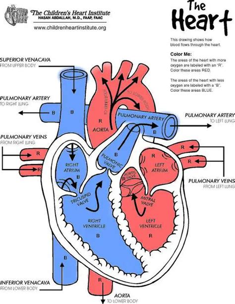 Download Diagram Of A Heart Not Labeled Background | 1000diagrams