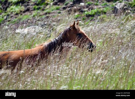 Brumbies - Australian wild horses - in the Snowy Mountains Stock Photo - Alamy