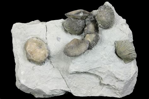 4.3" Multiple Ordovician Fossil Brachiopod Plate - Indiana (#136983) For Sale - FossilEra.com