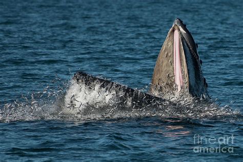 Lunge feeding humpback whale, Santa Barbara, CA Photograph by Scott Methvin - Fine Art America