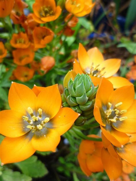 9 best Orange sun stars images on Pinterest | Flower beds, Star flower and Flowers garden