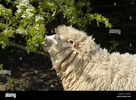 Dorset Horned ewe sheep eating leaves and flowers of a hawthorn bush in the Purbeck peninsula in ...