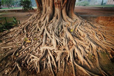 Roots of a banyan tree. Taken with a wide-angle lens , #ad, #tree, #banyan, #Roots, #lens, # ...