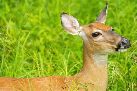 Whitetail Doe Closeup - Free photo on Pixabay - Pixabay