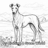 Greyhound Coloring Pages  Free & Printable sketch template