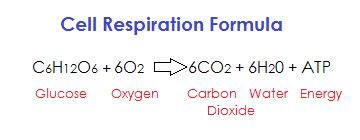 Cellular Respiration Equations