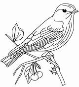 Eastern Bluebird sketch template