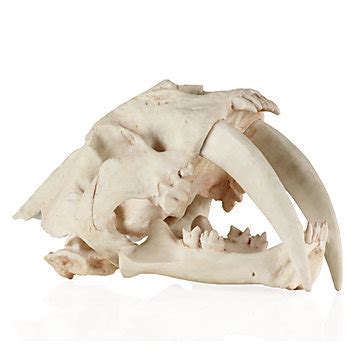 Saber Tooth Tiger Skull | Z Gallerie