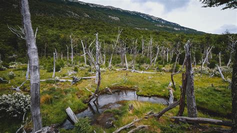 Hiking in Tierra del Fuego National Park: A Guide to Independent Hiking