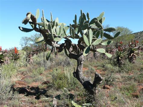 Eastern Cape Cactus Plants | Images of South Africa