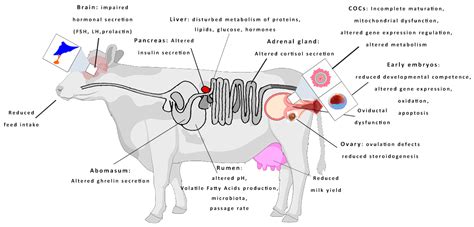 Cows Anatomy Diagram - vrogue.co