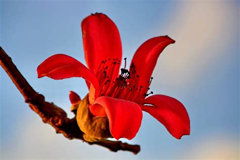 Kapok Tree Flower | Mohad Swaidan | Flickr