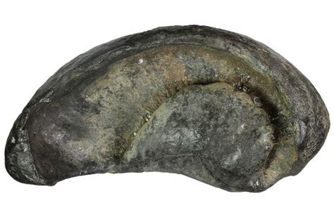 3.6" Fossil Whale Ear Bone - Miocene (#99976) For Sale - FossilEra.com