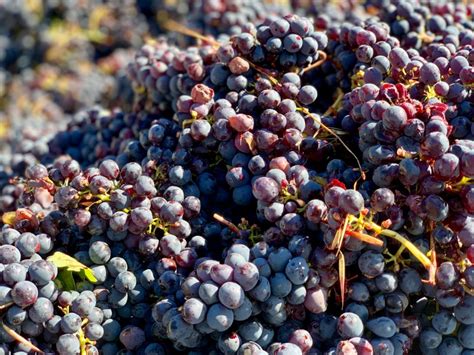 Hand picking the grapes | Sylvia Italy