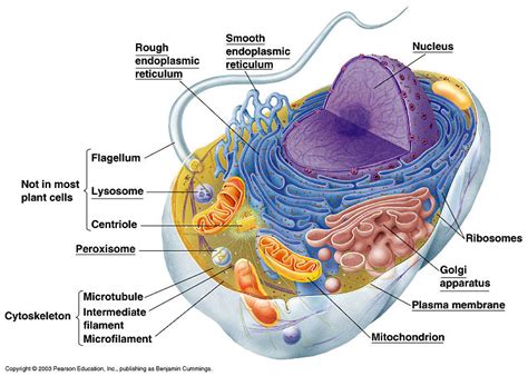 Schematic of a cell and its components. Cells are highly complex,... | Download Scientific Diagram