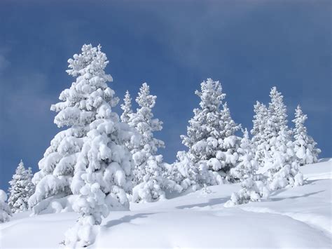 Free Stock photo of Fir Trees Covered with Snow | Photoeverywhere