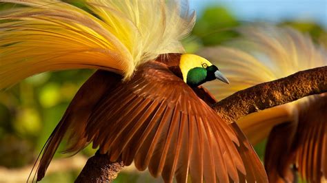 Bird of Paradise Wallpapers - Top Free Bird of Paradise Backgrounds ...