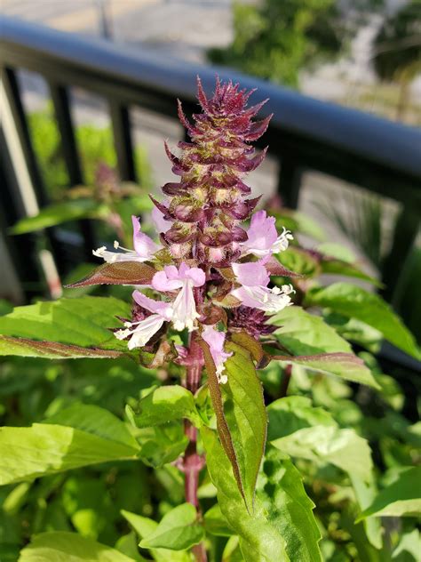 Blue Spice Basil flowering : r/gardening