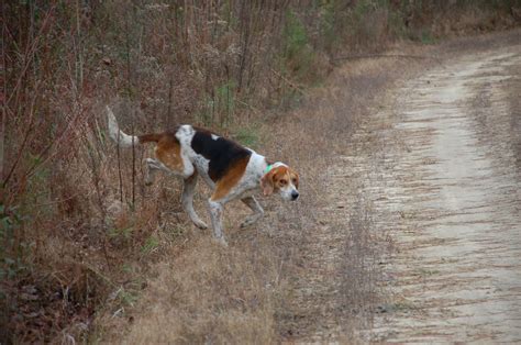 Dog-hunting is a way of life in eastern North Carolina. Here’s how still-hunters can live with it