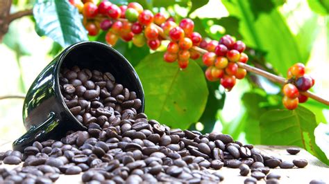 Uganda's Coffee Renaissance: A Journey Through the Heart of African Coffee Culture - Wakanda ...