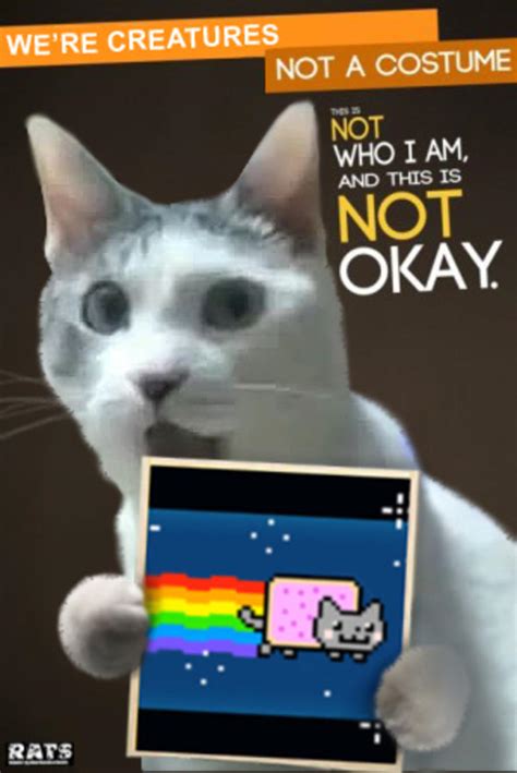 [Image - 193576] | OMG Cat | Know Your Meme