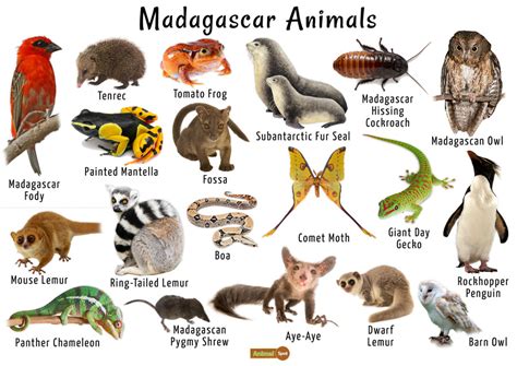 Madagascar Animals List, Habitats, and Pictures