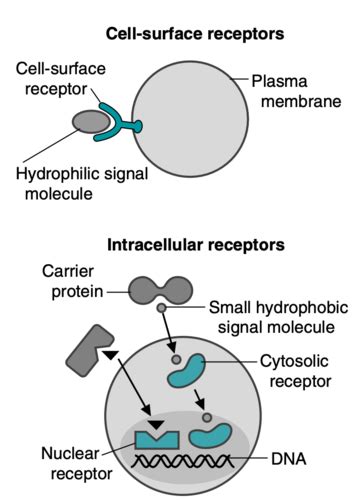 11. Signal transduction by membrane and intracellular receptors Flashcards | Quizlet