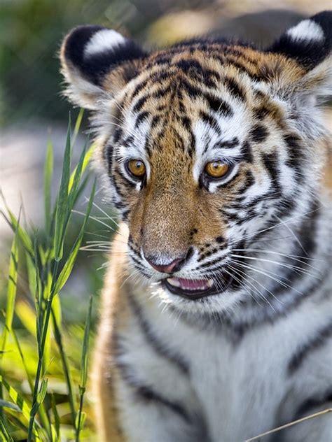 Tigre du Bengale : Fiche descriptive complète + photos - Instinct animal