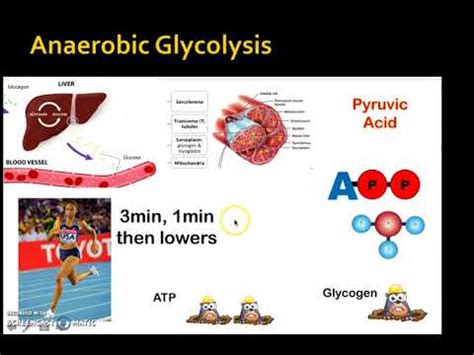 How To Improve Lactic Acid System - Mixnew15