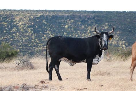 Nguni Cattle Breed