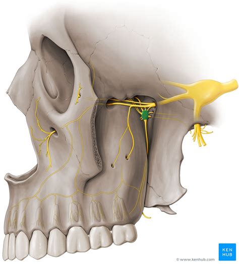 Pterygopalatine Ganglion - Anatomy, Location & Function | Kenhub