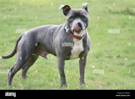 Blue staffordshire bull terrier hi-res stock photography and images - Alamy