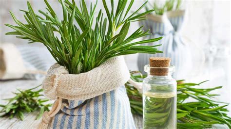 What is rosemary water? (Uses, Benefits and Dangers)